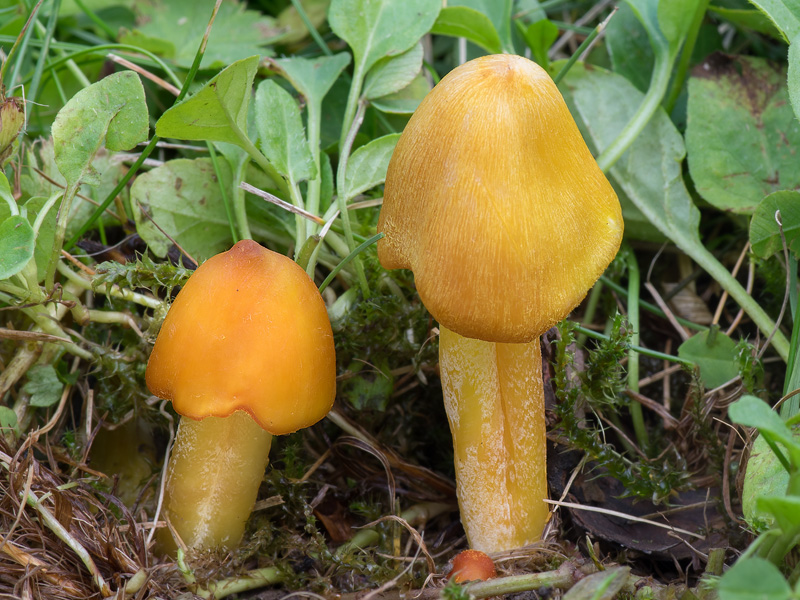 Hygrocybe citrinovirens